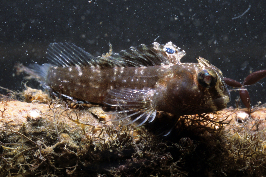 Paiva's blenny