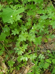 Nemophila parviflora austinae