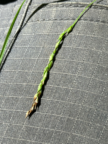 Carex debilis, photograph 6