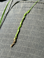 Carex debilis, photograph (c) Bryan Connolly, some rights reserved (CC BY)
