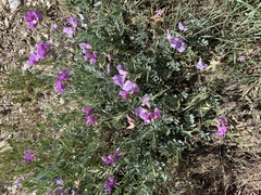 Lathyrus pauciflorus