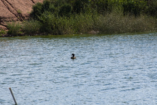 Australian Shelduck