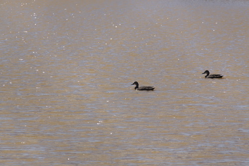 Pacific Black Duck