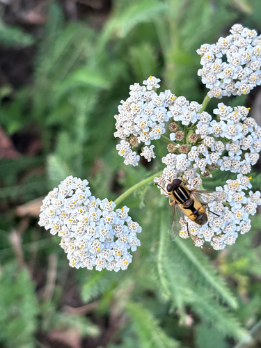 Woolly-tailed Marsh Fly