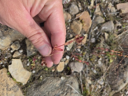 Northern St. Johnswort (Hypericum boreale)