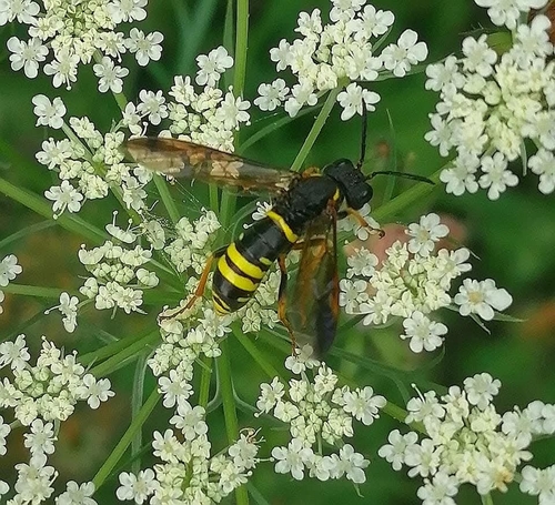 Noble Wasp-sawfly