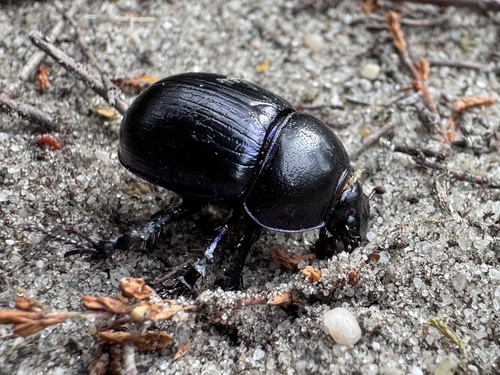 Woodland Dor Beetle