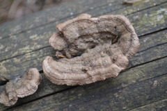 Gloeophyllum abietinum