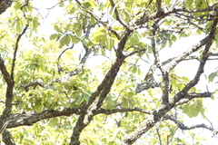 Colaptes auricularis