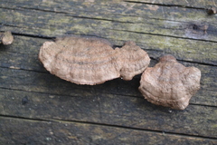 Gloeophyllum abietinum