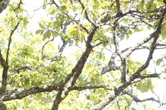 Colaptes auricularis