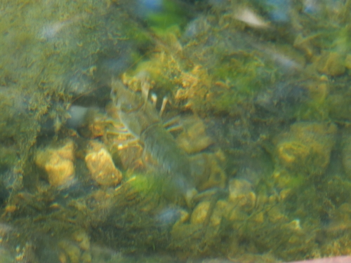 Atlantic Stream Crayfish