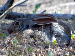 Lepus alleni
