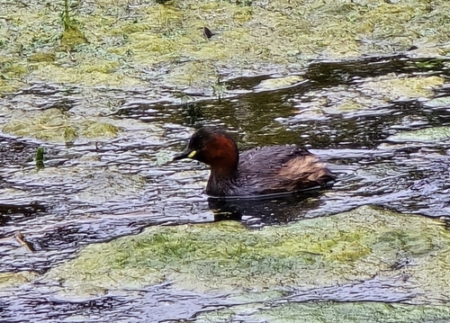 Little Grebe