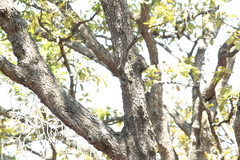 Colaptes auricularis