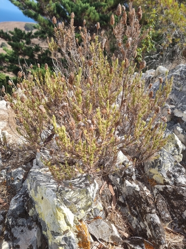 Lavandula pedunculata