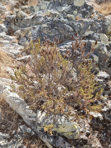 Lavandula pedunculata