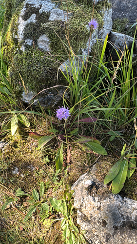 Devil's-bit Scabious