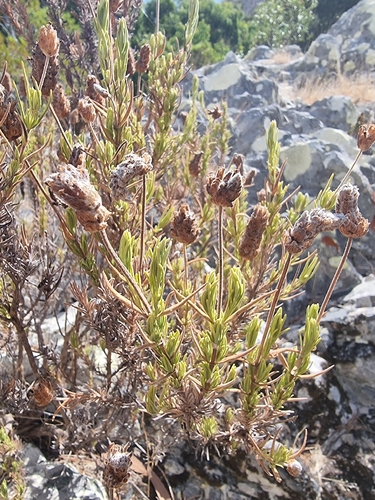 Lavandula pedunculata
