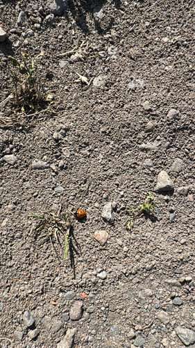 Seven-spotted Lady Beetle
