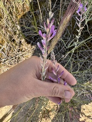 (c) Jesenia K., some rights reserved (CC BY) Astragalus varius, photograph (c) Jesenia K., some rights reserved (CC BY)