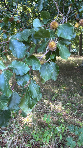 European beech
