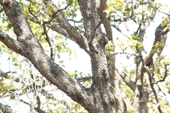 Colaptes auricularis