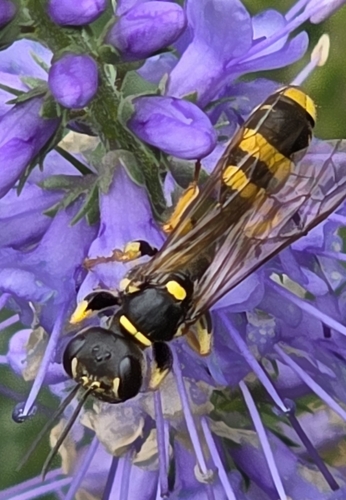 Field digger wasp