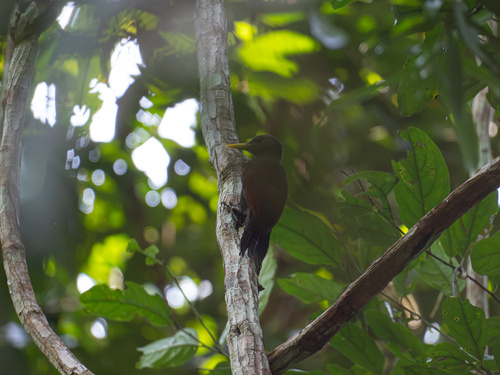 Blythipicus rubiginosus observed 2026-08-20