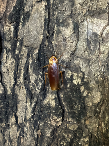 American Cockroach