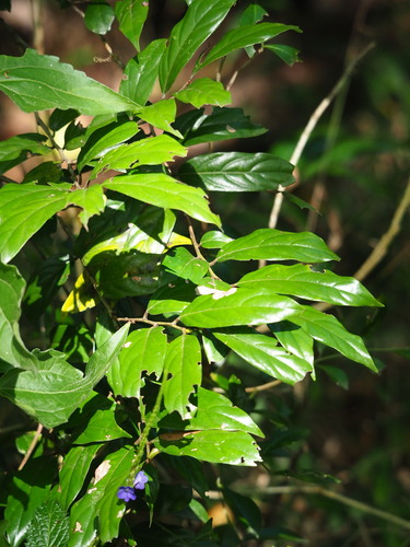Diospyros eriantha, photograph 6