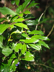 Diospyros eriantha, photograph author not stated, no rights reserved