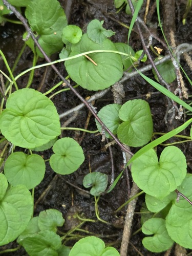 Viola palustris, photograph 5