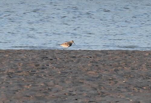 Great Knot