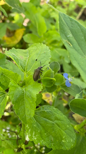 Hairy Darkling Beetle