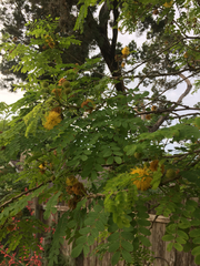Leucaena retusa