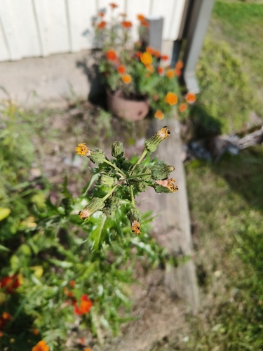 prickly sowthistle