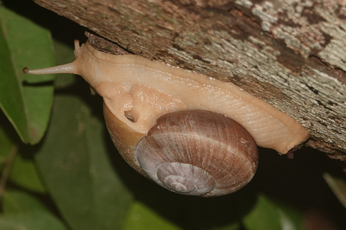 Hemiplecta distincta, 2026-08-03