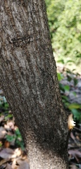 Neotama mexicana