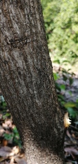 Neotama mexicana
