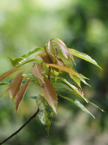 Quercus glauca, photograph 5