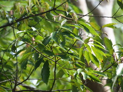Quercus glauca, photograph author not stated, no rights reserved