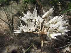 Allium acuminatum