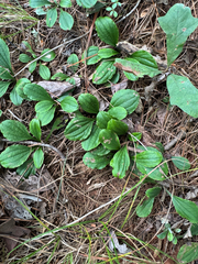 (c) Jeff Clark, some rights reserved (CC BY) Antennaria parlinii, photograph (c) Jeff Clark, some rights reserved (CC BY)