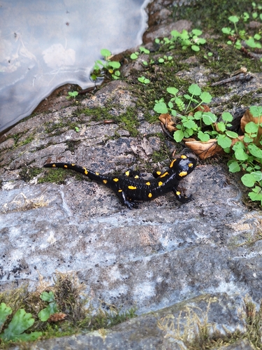 Fire Salamander