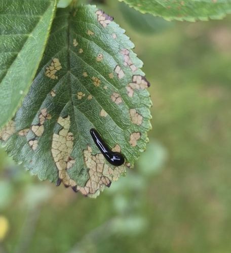 Cherry Slug Sawfly