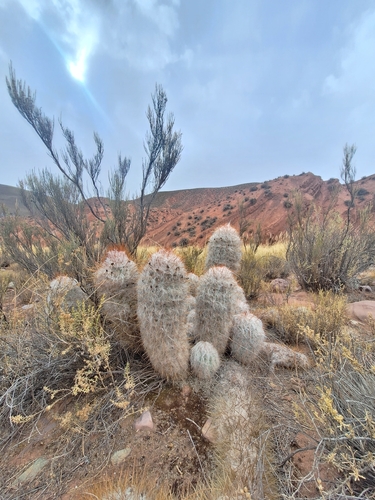 Oreocereus trollii, photograph 3