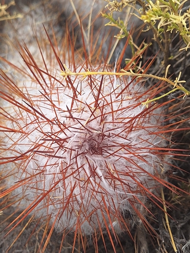 Oreocereus trollii, photograph 5