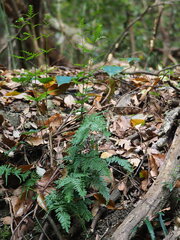 Pteris dispar