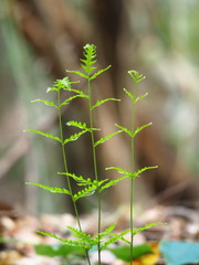 author not stated, no rights reserved Pteris dispar, photograph author not stated, no rights reserved